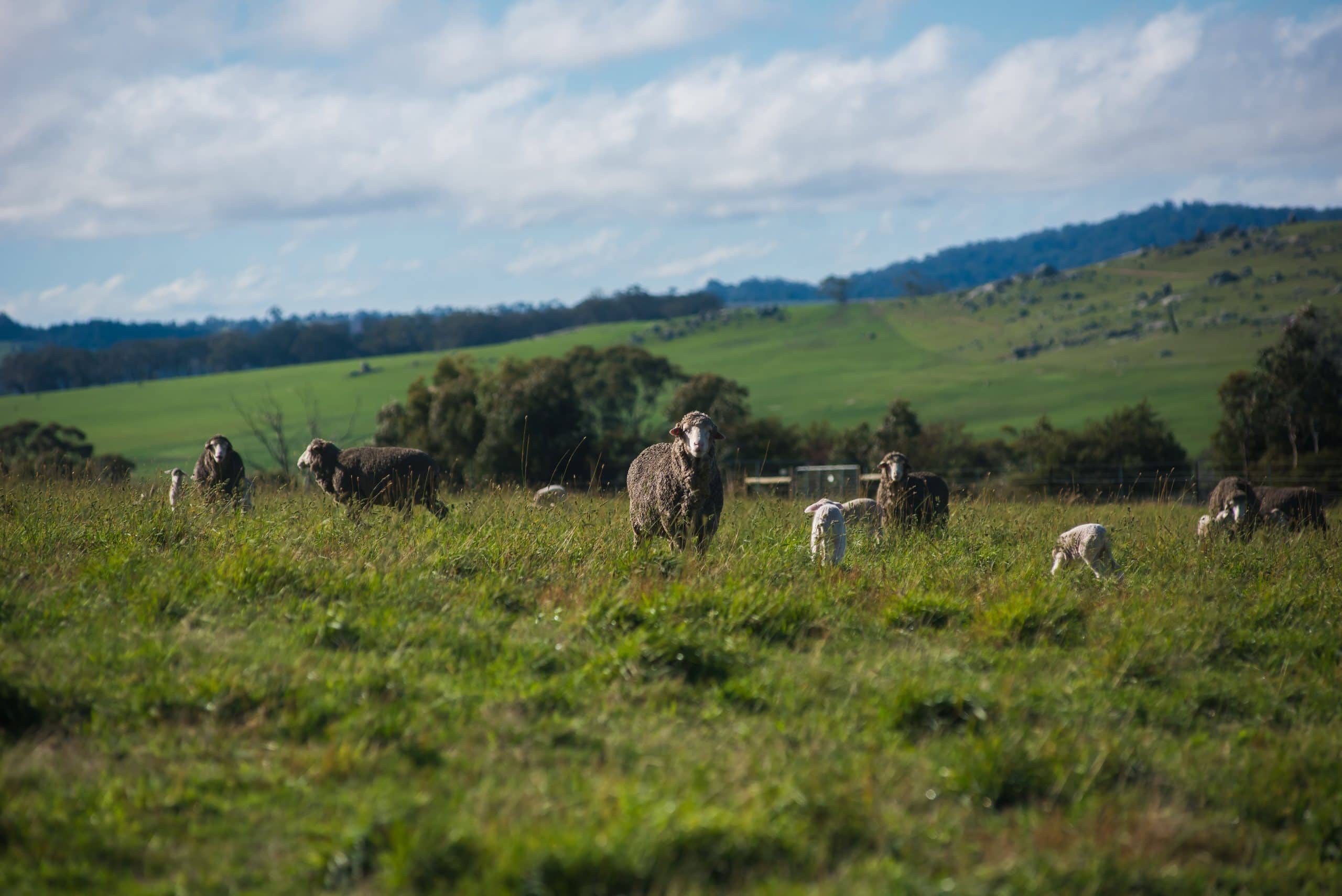 Avington merino sheep in a green paddock