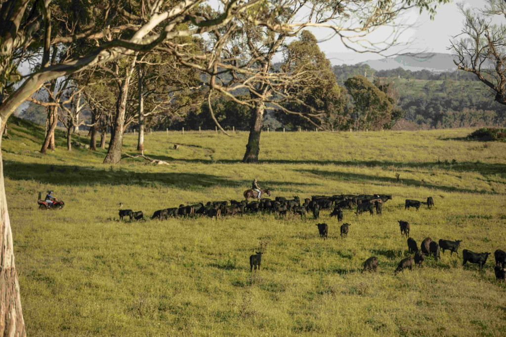 beef cattle in the paddock