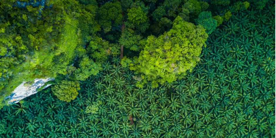 Southeast Asia palm plantations