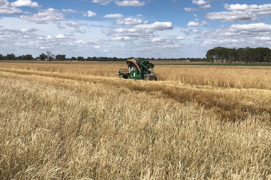 perennial wheat trial harvesting 