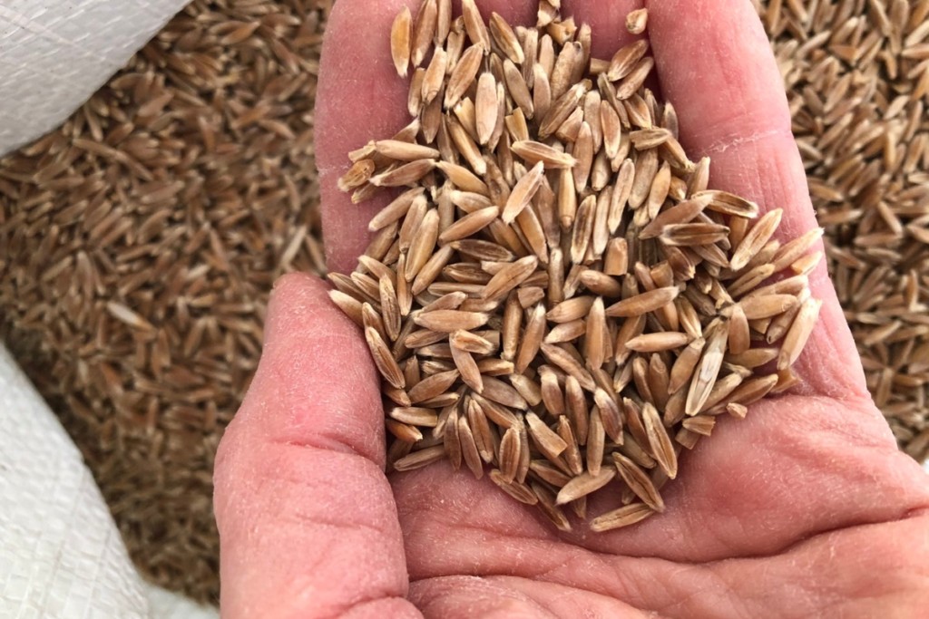 Perennial wheat grains - Emily Salkeld perennial grains - durum wheatxwheat grass cross