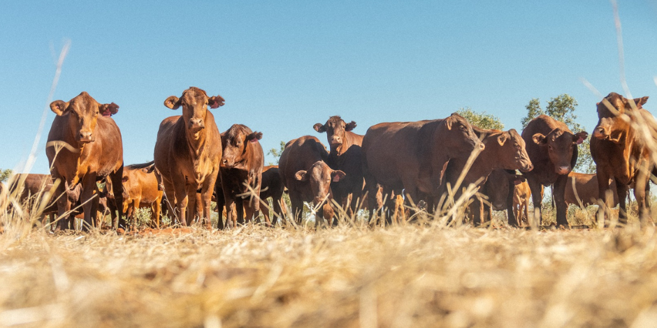 Image of Brown Cows in a Paddock
