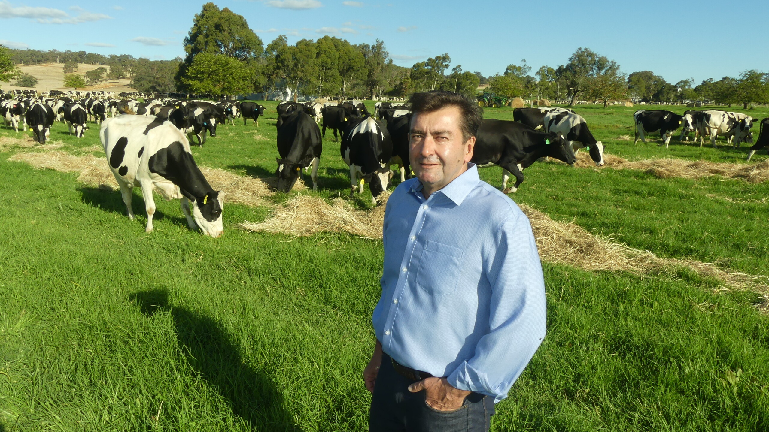 David Messina with cows in the field
