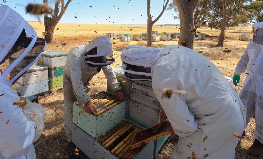 A picture of four beekeepers in beekeeping suits opening bee boxes. Bees are swarming around them.