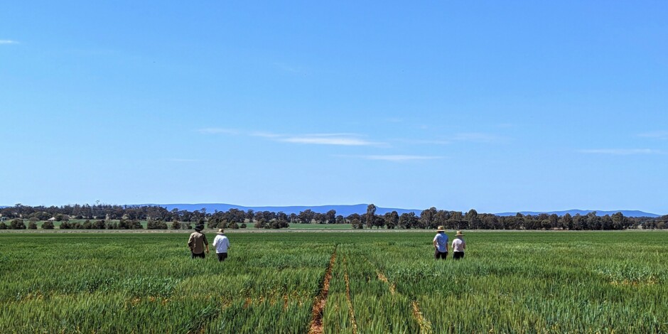 Heat tolerant wheat trial led by Professor Owen Aitkin, Director of the Centre for Entrepreneurial Agri-Technology at the Australian National University