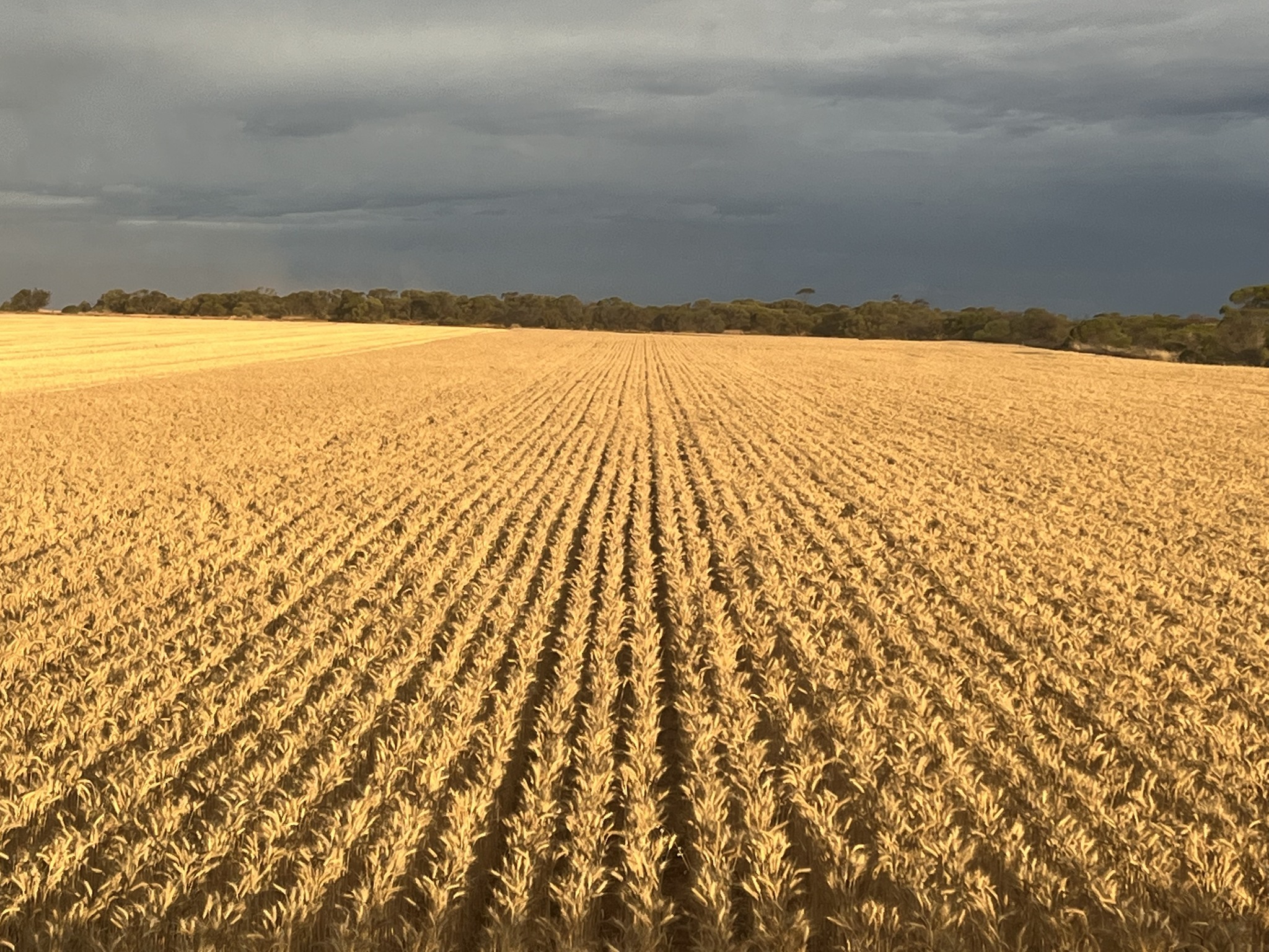 Grain crop 