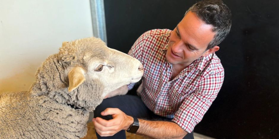 Co-founder of VetChip Garnett Hall inspects a sheep.