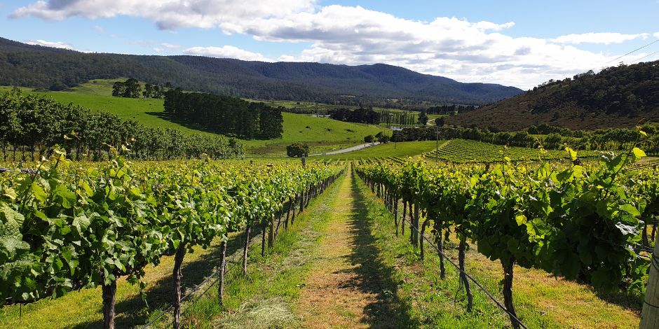 Vineyard in Tasmania.