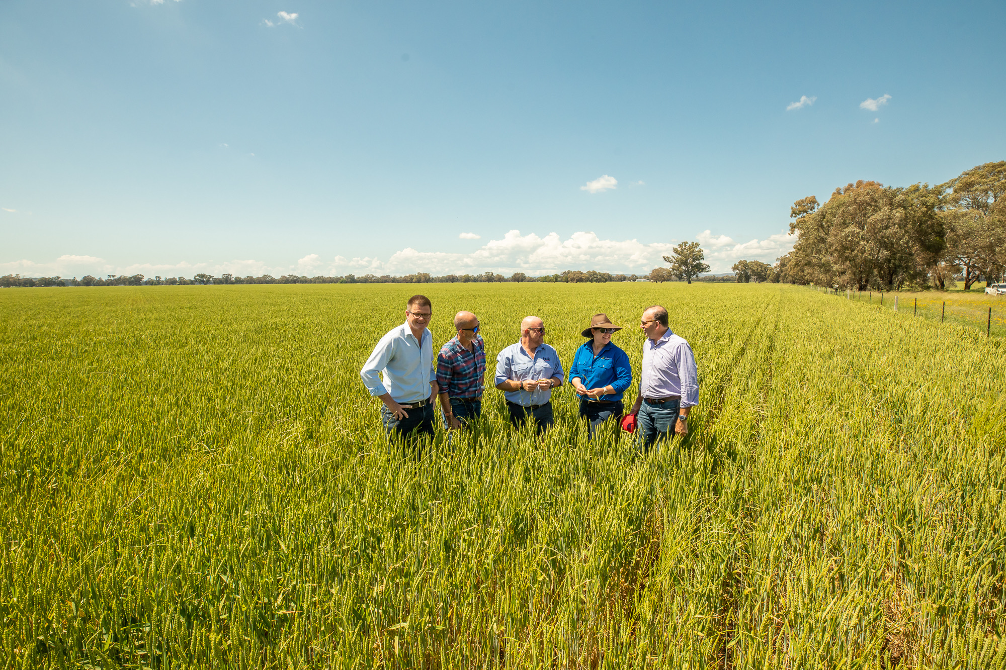 Five people standing in a canola crop. 