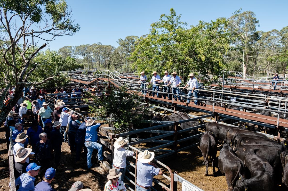 People at a cattle sale